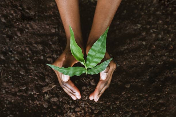 Planting and Removals